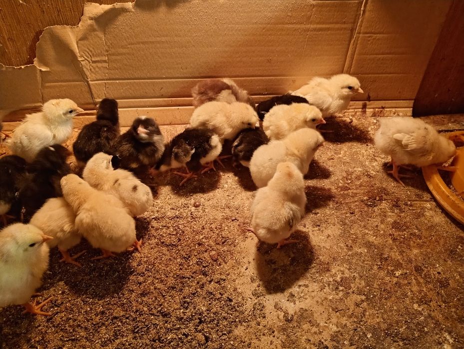 kurczęta mix ras kur niosnych