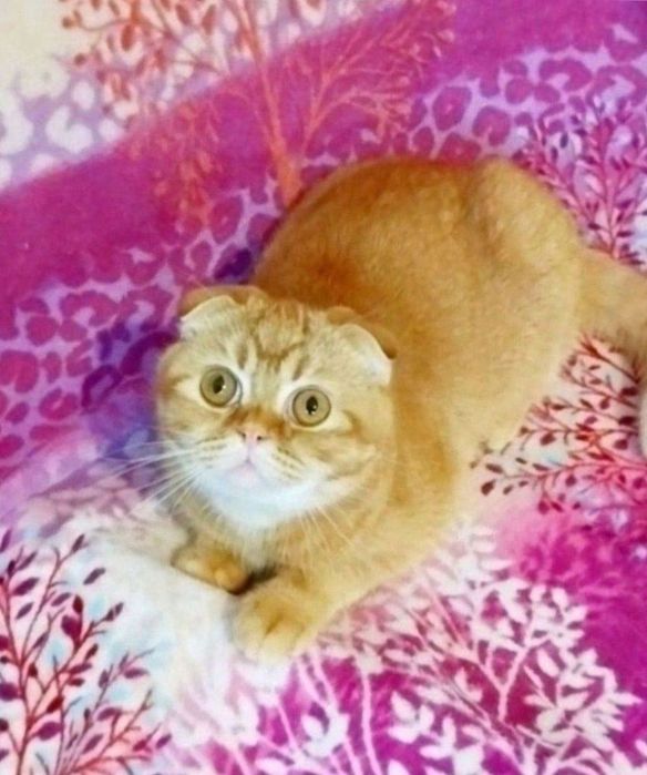 Золота шиншила хлопчик красунчик шотландик