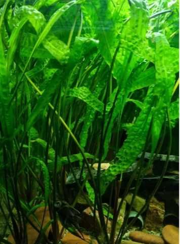 Kryptokoryna karbowana duża różne rozmiary