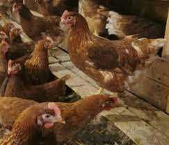 KURKI kury NIOSKI młode zdrowe szczepione PROMOCJA !!