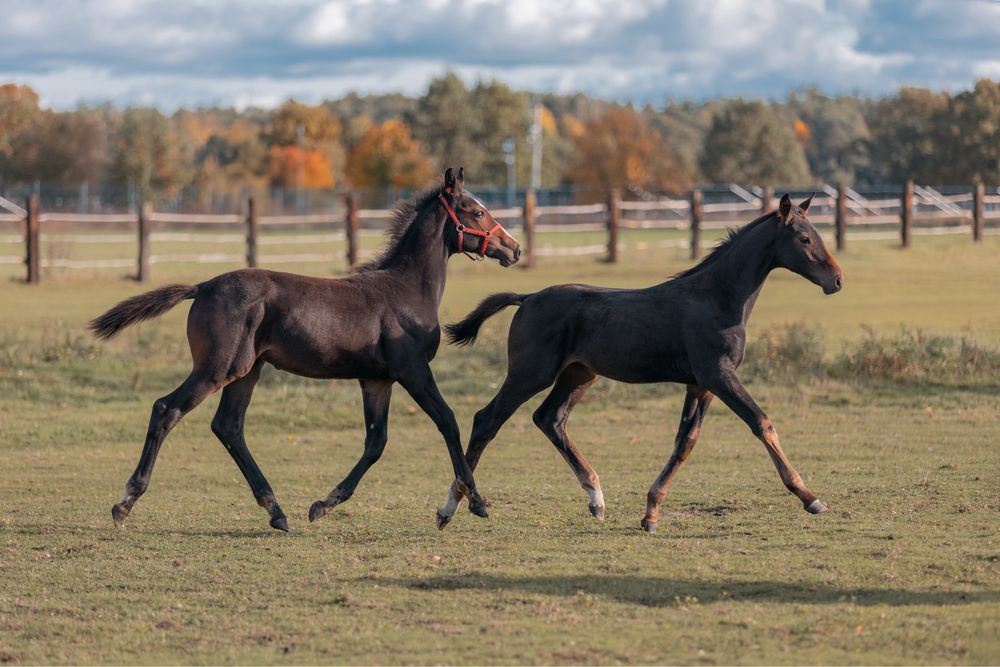 Ogierek 2025 !! Sport !! Top Horse !!