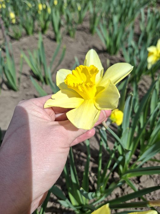 Продам цибулини сортових нарцисів