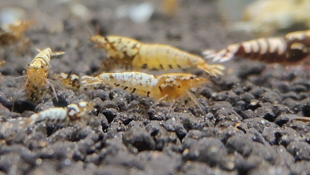 Krewetki Galaxy Caridina
