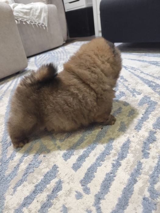 Fantástico chow chow