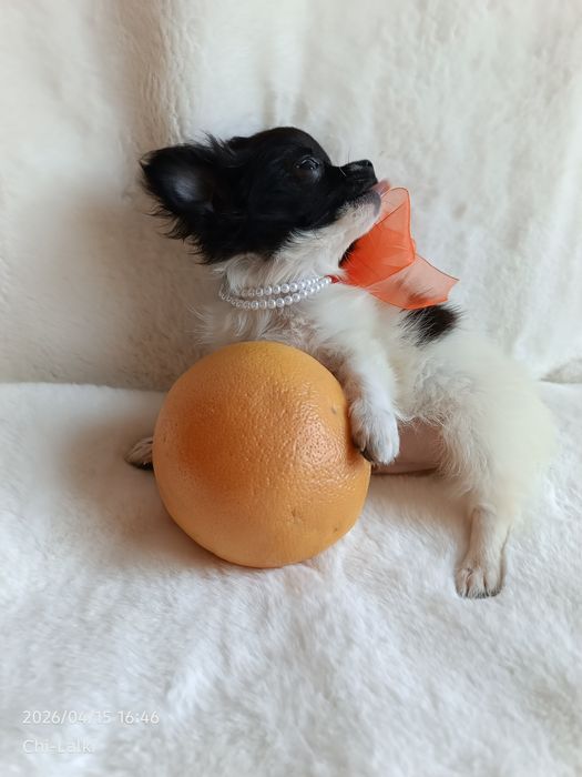 Chihuahua piesek chłopiec samczyk dlugowlosy