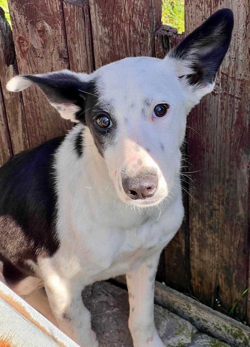 Щеня-підліток в добрі руки