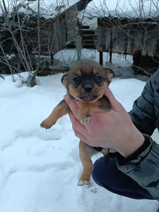 Віддамо собаченят в добрі руки