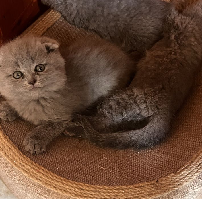 Шотландські кошенята
