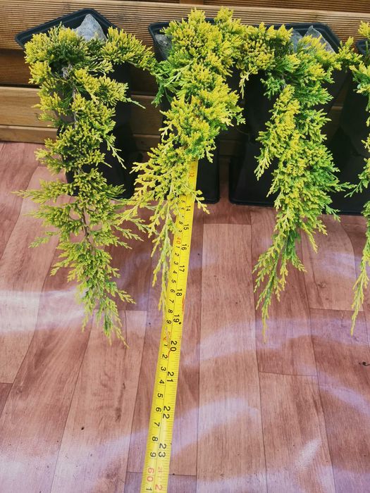 10x Złoty Jałowiec Płożący Golden Carpet 4 letni