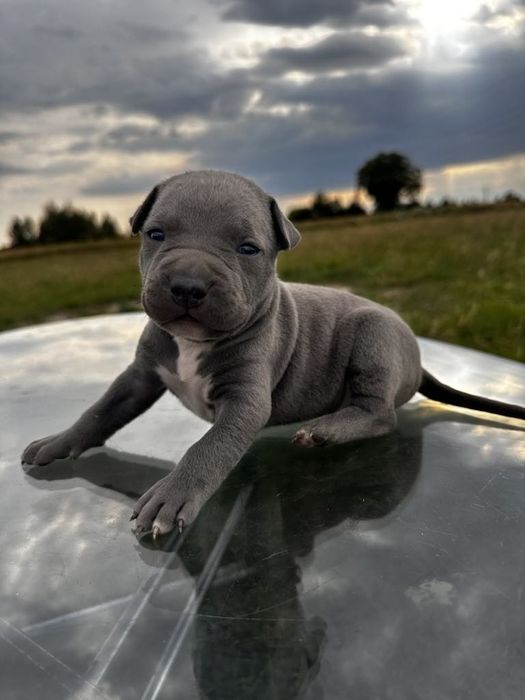 Amstaff american staffort shirt terier
