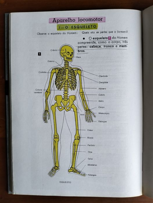 Antigo Compêndio de Zoologia - Américo Areal