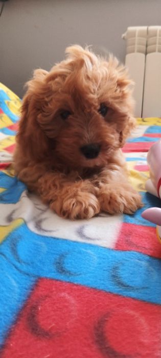 Cavapoo -wesola dziewczyna
