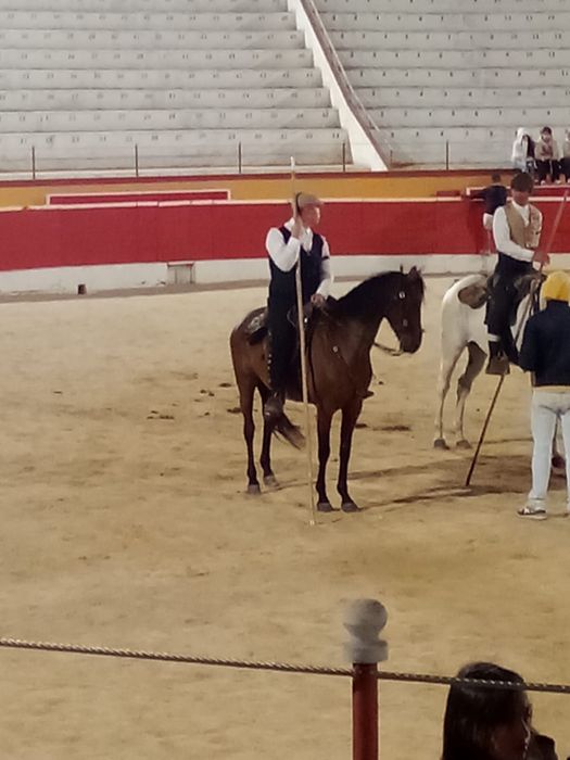 Egua luso-arabe com 10 anos