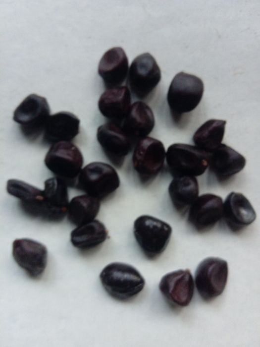 Супер деревовидні квіти