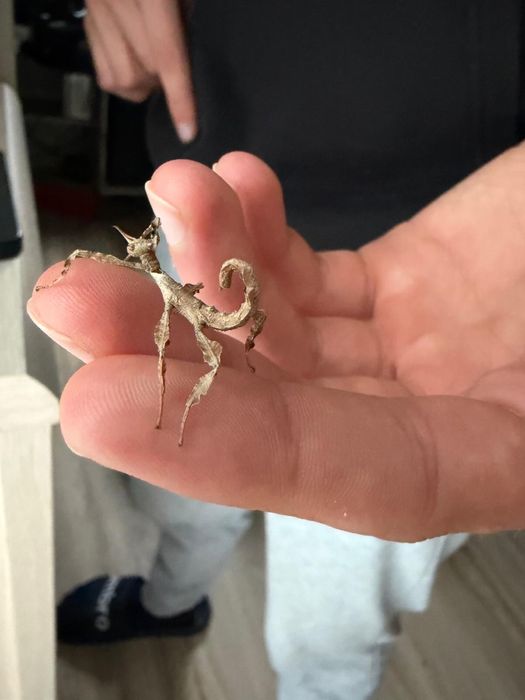 Straszyk australijski lichen morph