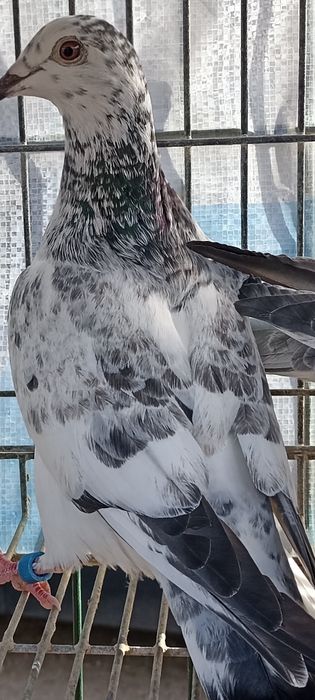 Pombo Correio sem número , Casal Correios