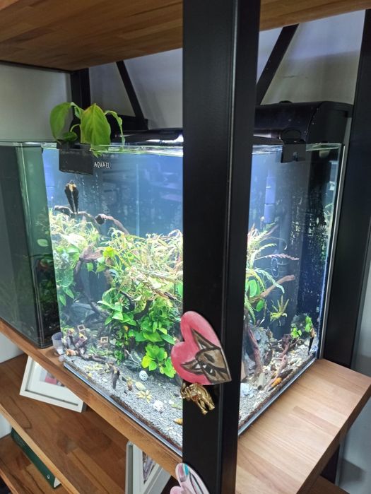 Sprzedam Aquael optibend 72l
