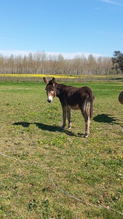 Vendo burro inteiro