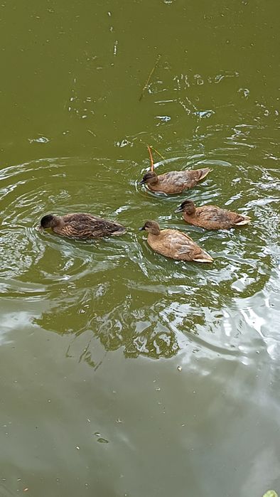 Call duck młode.