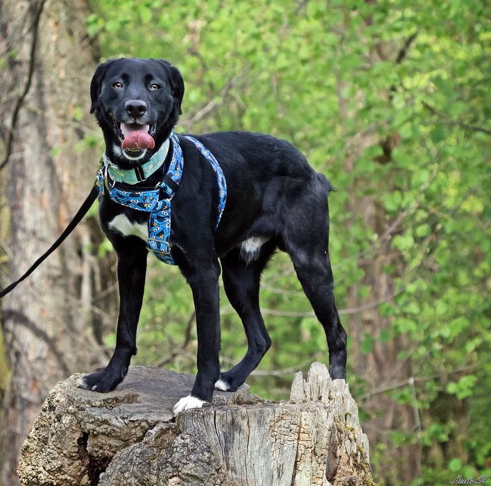 Młody i aktywny Mailo szuka domu