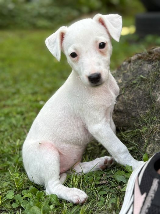 Jack Russell Terrier