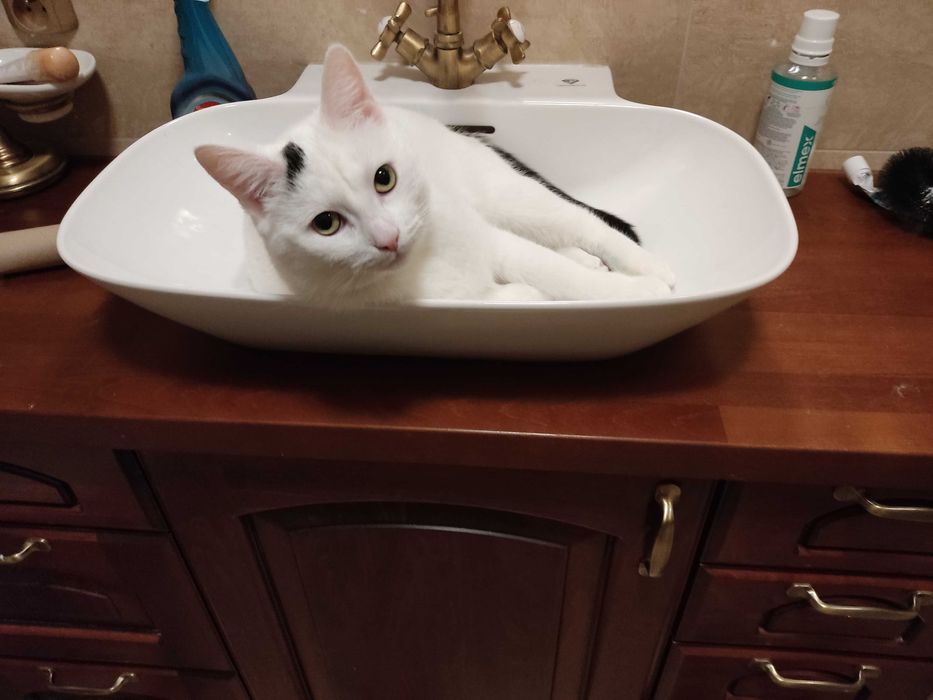 gdzie człowiek którego Śnieżynka pilnie szuka? DOM Z OGRÓDKIEM