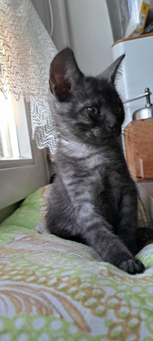 Twoje serce bije mocniej? Adoptuj 10-tygodniowego malucha Teo!