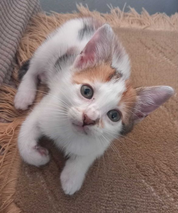 Gatinhos para adopção responsável