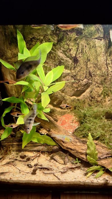 Ryby akwariowe młode