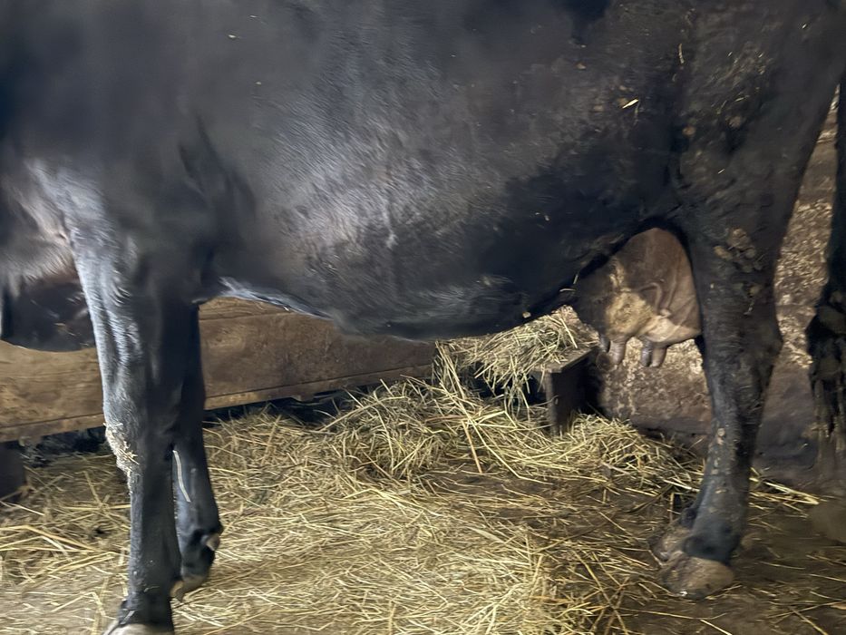 Продам корову (самовивіз)