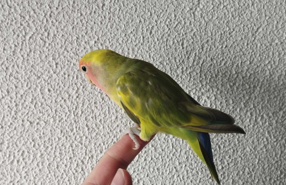 Agapornis roseicollis domesticado 2024 arlequim