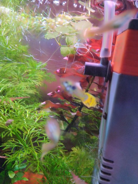 Sessiliflora planta de aquário