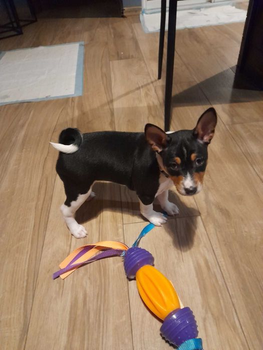 Suczka Basenji tricolor po Interchampionach