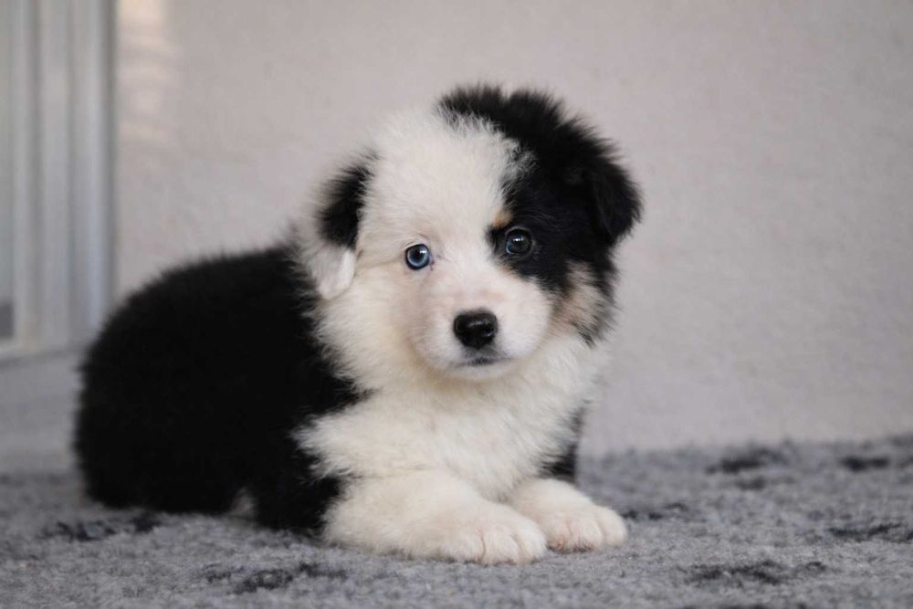 Pastor Americano Miniatura (Mini Pastor Australiano)