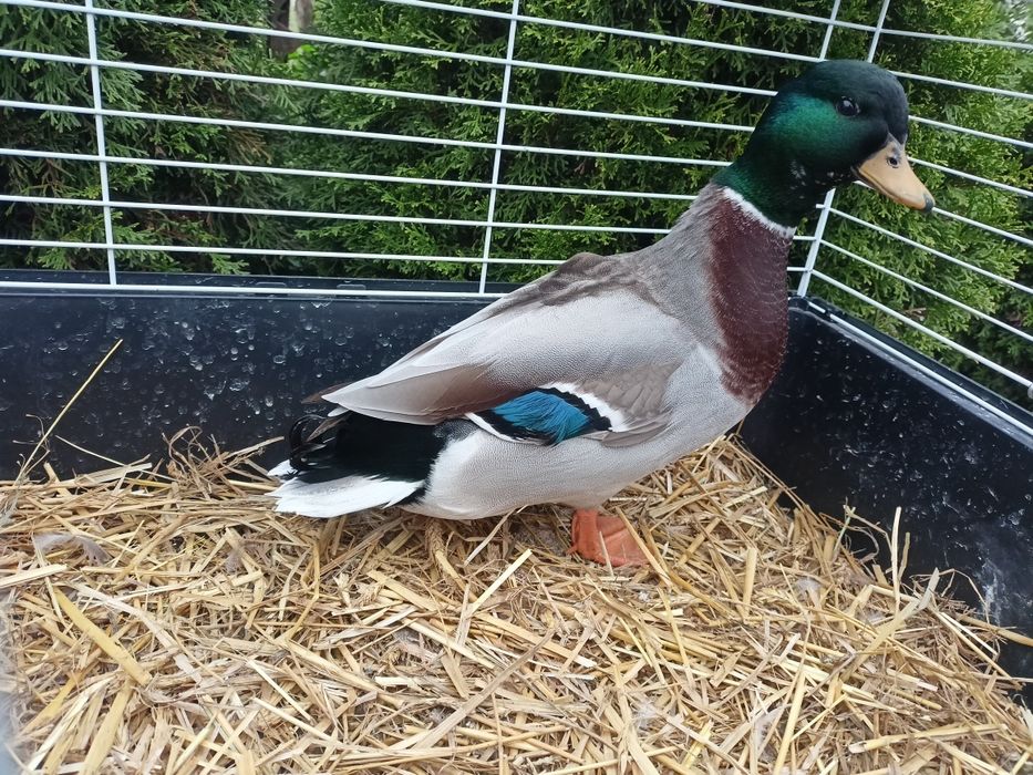 Call duck 2026rok