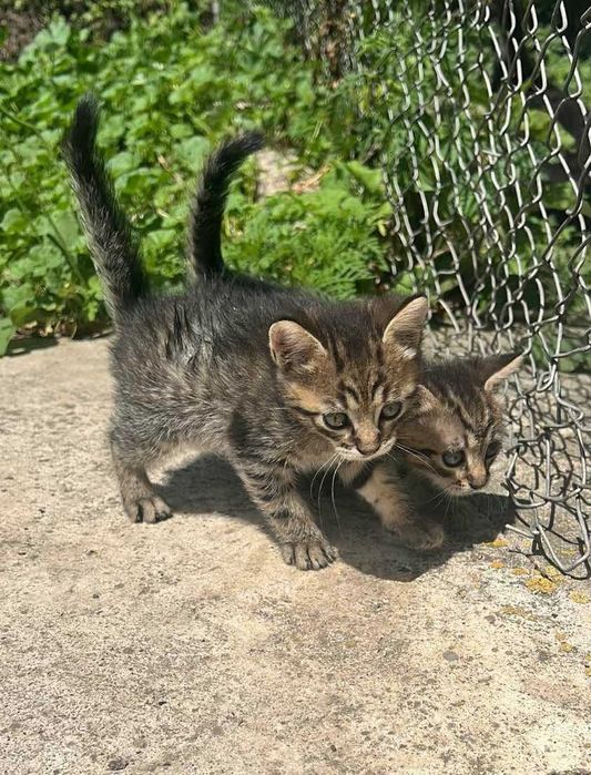 Кошенята безкоштовно