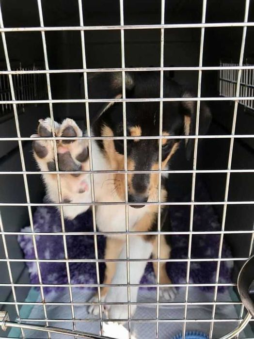 Международная перевозка животных (доставка) в Европу (ЕС) Польшу