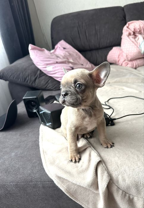 Французький бульдог хлопчик