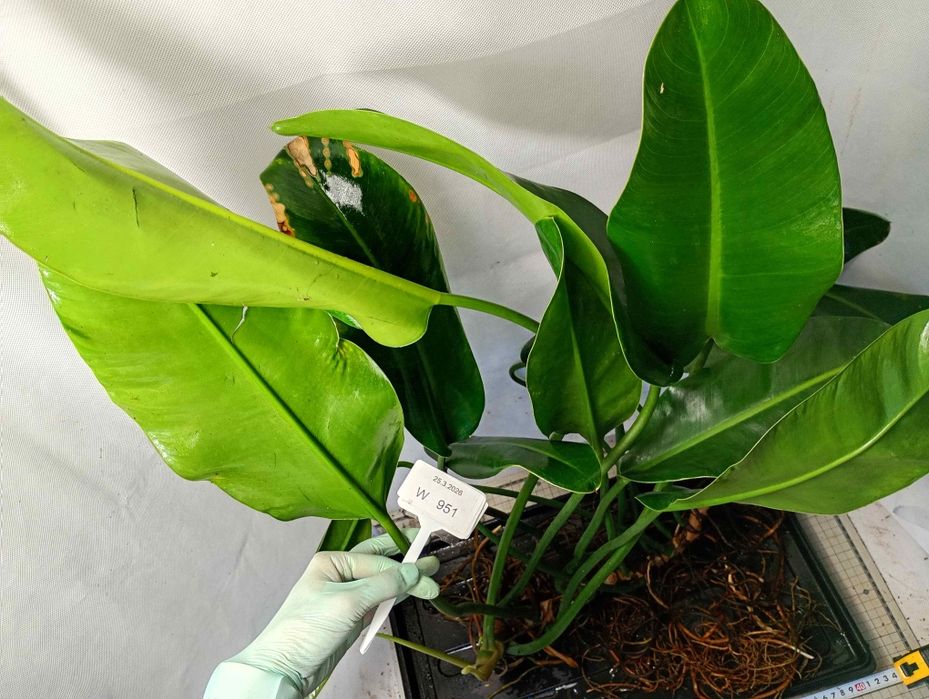 Philodendron martianum W951