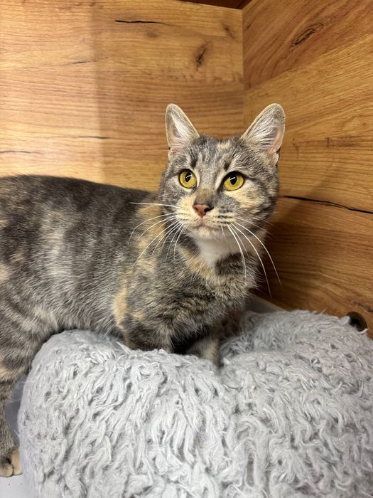 Киця безкоштовно ( стерилізована )