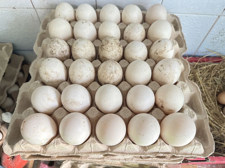 Інкубаційні яйця качок
