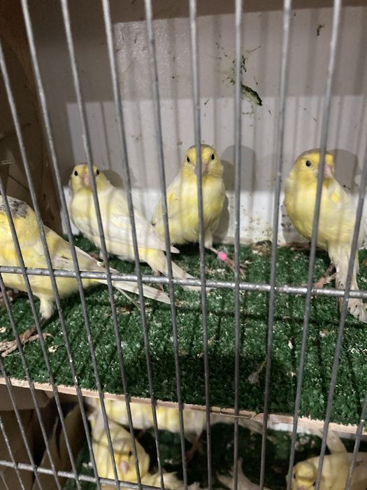 Kanarki Harceńskie samce i samice