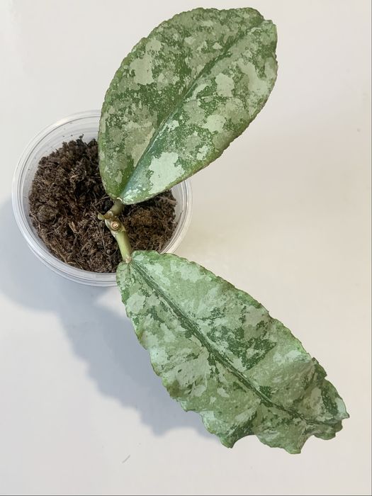 Хойя Hoya Undulata Silver