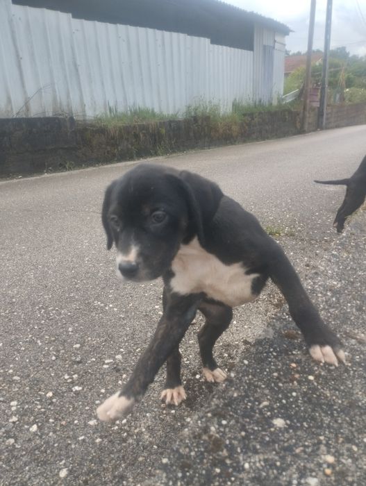 Cachorros para adopção