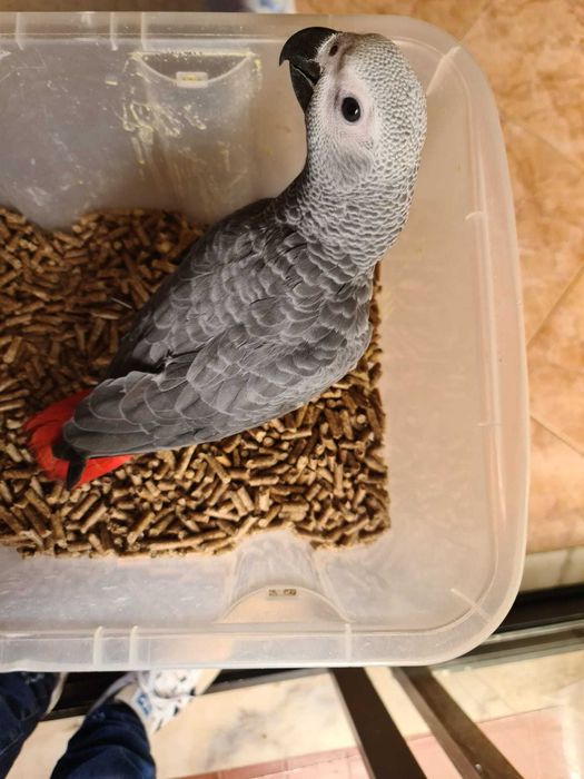Papagaio Cinzento de Cauda Vermelha
