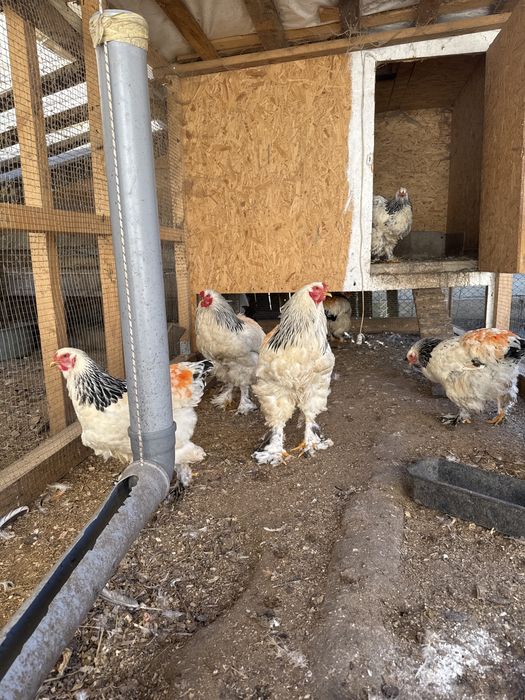 Є інкубаційні яйця курей Світла Брама