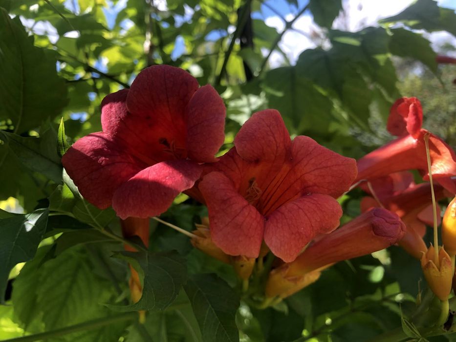 Кампсис швидкозростаюча ліана