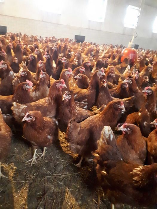 Kury nioski młode Rosa Messa Dominant Leghorn Dowóz Gratis Zapraszam