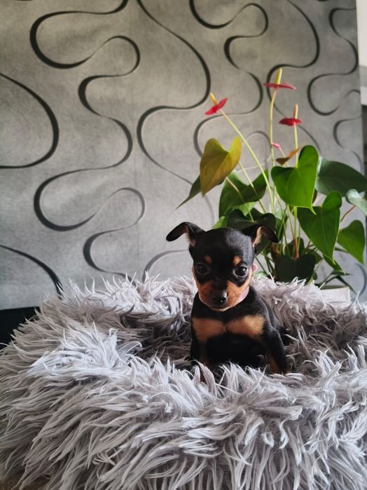 Ratlerek Ratlerki, pinczer pinczerki