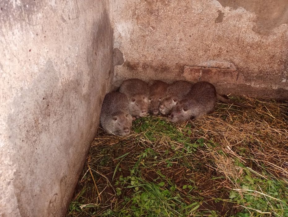 Молодняк від 3 місяця нунтрії